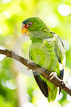 Portrait of White-fronted Parrot