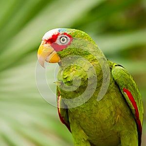 Portrait of White-fronted Parrot