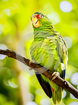 Portrait of white-fronted parrot