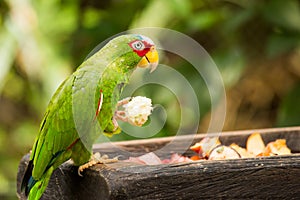 Portrait of White-fronted Parrot photo