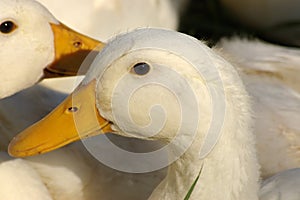 Portrait of white geese.