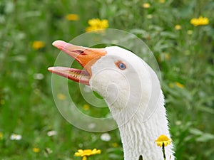 Portrait of a white geese with beak open. Grass and yellow flowers in background
