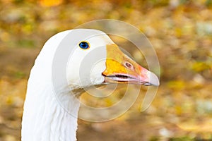 Portrait of a white geese with an orange beak