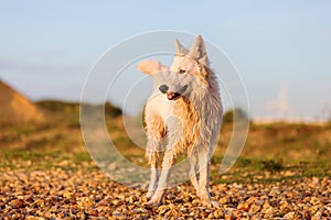 Portrait of a white German Shepherd at a pebble beach