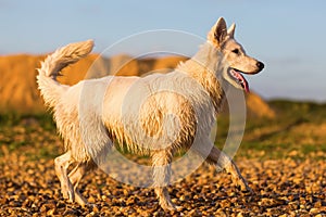 Portrait of a white German Shepherd at a pebble beach