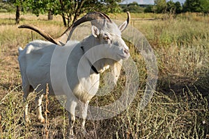Portrait of white goat with abnormally enormous horns standing on a summer pasture in central Ukraine