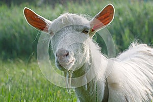 Portrait of a white goat. Breeding goats on a home farm