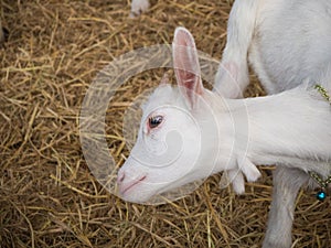 Portrait white goat in farm