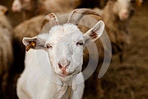 Portrait of a white goat in a farm and looking at camera