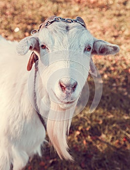 Portrait of a white goat on a farm in the village