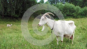 Portrait of a white goat grazing on the grass.