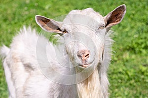 Portrait of white goat on green grass background