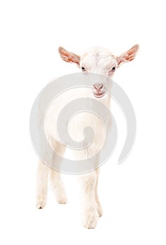 Portrait of a white goat