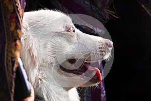 Portrait of White Golden Retriever Dog