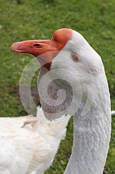 Portrait of a white goose. Bird farm