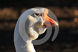 A portrait of a white goose
