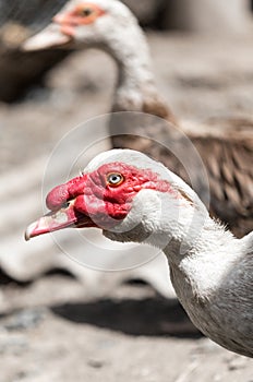 Portrait of a white goose on a farm