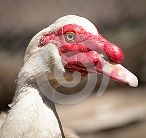 Portrait of a white goose on a farm