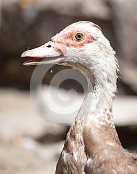 Portrait of a white goose on a farm