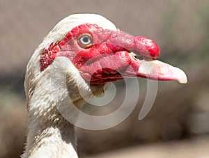 Portrait of a white goose on a farm