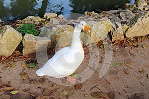 Portrait of a white goose