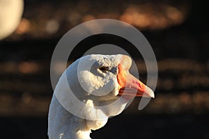 A portrait of a white goose