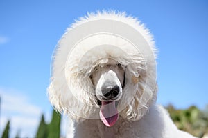 Portrait of a white grand poodle dog breed.