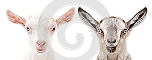 Portrait of a white and gray goats