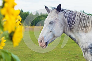 Portrait of white gray horse on summer meadow, equine pasture