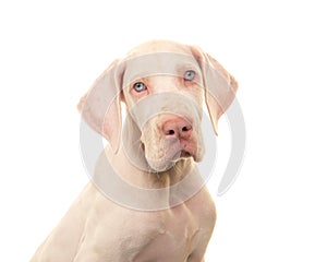 Portrait of a white great Dane dog