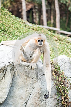 Portrait of White Handed Gibbon