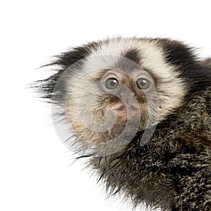 Portrait of White-headed Marmoset