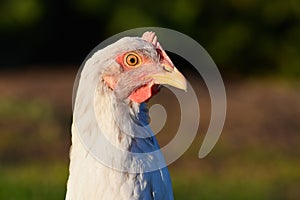 Portrait of a white hen with nature background