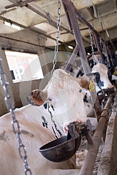 Portrait of white holshtain cow resting  at farm. dairy industry