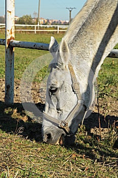 Portrait of white horse