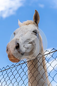 Portrait of a white horse