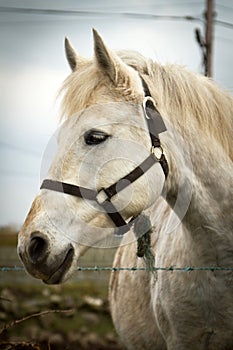 Portrait of white horse