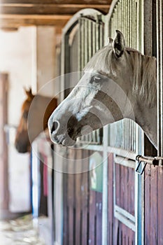 Portrait of a white horse on barn