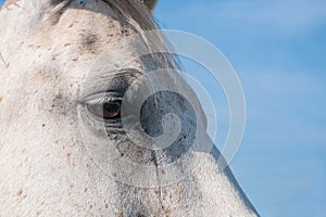 Portrait of a white horse with blue sky background. Close up shot of eye.