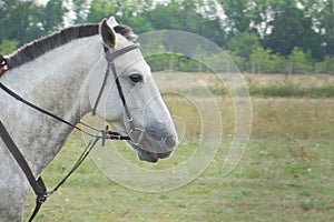 Portrait of a white horse in a bridle