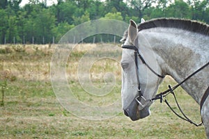 Portrait of a white horse in a bridle