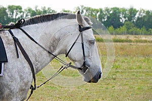 Portrait of a white horse in a bridle