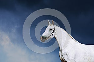 Portrait of a white horse in a bridle