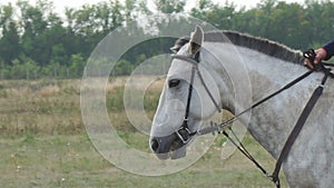 Portrait of a white horse in bridle and trimmed mane