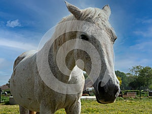 Portrait of a white horse close up, blue sky