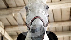 Portrait of a white horse, close-up of a horse`s muzzle. The horse looks directly into the camera. in the stables