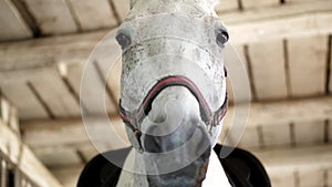 portrait of a white horse, close-up of a horse's muzzle. The horse looks directly into the camera. in the stables