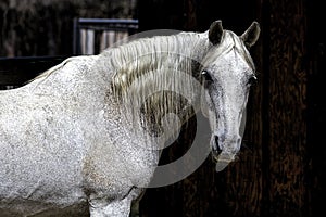 Portrait of a white horse