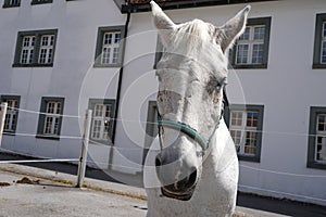 A portrait of a white horse in an enclosure.