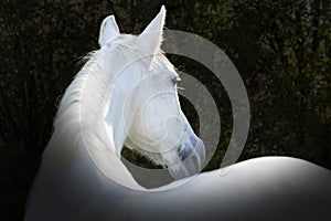 Portrait of a white horse in a field taken from behind